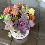 多肉植物 寄せ植え リメイク缶 セミロング 2 ♪