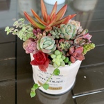 多肉植物 寄せ植え リメイク缶 5
