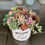 多肉植物 寄せ植え リメイク缶 6