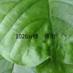 【1026sr様専用】