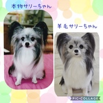 オーダー品 　パピヨンのサリーちゃん
