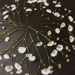 かすみ草 白 ♡ 押し花 素材