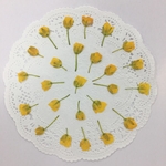  NO.358N菜の花畑 蕾／押し花素材