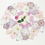 押し花素材　材料　15