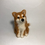 斜め座り柴犬