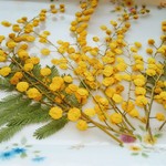 🌼再販🌼押し花素材。アカシア(ミモザ)
