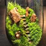 苔テラリウム　LEDライト蓋付き　紅木化石の山