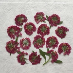 押し花200 アリッサム無着色
