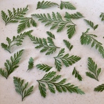 【ドライフラワー】ダバリア