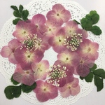NO.154 押し花素材／フルーティピンクの紫陽花リース