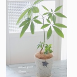 ꫛꫀꪝ✧‧˚‧開運の木❁観葉植物❁曲がりパキラ