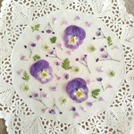 押し花素材　No409　ビオラ　レースフラワー　スターチス　かすみ草　タバリアのセット