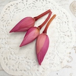 ミニハスつぼみ一輪販売❣️お勧め仏花/和風インテリア花材❣️ハーバリウム花材プリザーブドフラワー