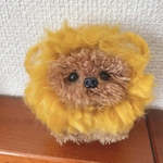 必ずコメント下さい★送料込み★トイプードル   ライオンバージョン★犬ぽんぽん　犬ポンポン