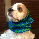 しましま❤︎グリーン×ブルー　中型犬用スヌード　犬用スヌード