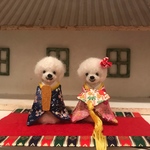 わんちゃんお雛様