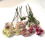ラナンキュラス と　ミニ薔薇　ドライフラワー　 2種類