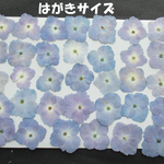 押し花　素材　花いろいろ(あじさい) (３４枚)　５５４