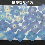 押し花　素材　花いろいろ(あじさい) (２３枚)　５５７