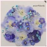 475.押し花アソート〜ブルー系　デルフィニウム　小花　mix 押し花素材