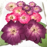 特価バラの押し花②