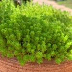 多肉植物  セダム  モリムラ万年草  カット苗