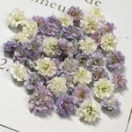 小粒　かすみ草　ドライフラワー     混色　purple  gradation mix