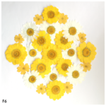 【F6】押し花アソートパックセット 〜yellow happy〜