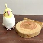 檜の切り株ステージ（リバーシブル）