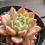 多肉植物　"ラウザラゴーサ"