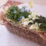 幸せの青い花☆ブルークローバーの寄せ植え
