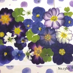 ♡new♡  ♡可愛い押し花セット♡ ♡使いやすい少量の押し花セット♡
