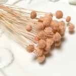 ピンキーボタン　シャーベットオレンジ ４０本　ハーバリウム・スワッグ対応