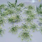 🌼再販🌼押し花素材。レースフラワー