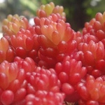 多肉植物　レッドベリー　葉挿し　30個　増量中→100個