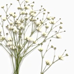 シェア花材☆押し花 カスミソウ 白 50ヘッド