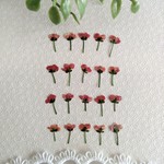 押し花素材　No364　サーモンピンクのアリッサム小花のセット