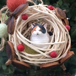 猫ドーム②