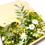 New!採りたてミモザ＊ハーバリウム　花材ドライフラワー　花材詰め合わせセット