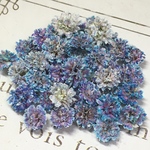 かすみ草　ドライフラワー     fairly gradation   misty blue