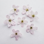 ケイオウザクラのドライフラワー 