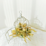 fd 鳥かごのアンティークミモザ