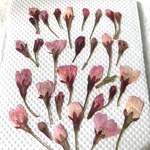 ワケアリ　さくら蕾押し花