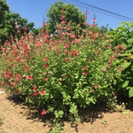 お花屋さんが作ったホットリップスの超特大株‼️
