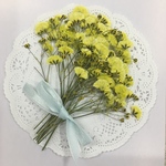  NO.382 新色✨かすみ草  レモンイエロー／押し花素材
