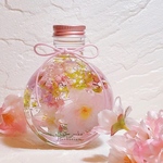 桜のハーバリウム　さくら🌸