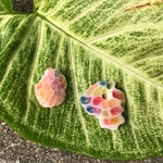 与那国島のサンゴ