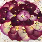 ♡new♡作家様必見♡ ♡赤花処理済み♡ ♡人気のビオラ♡押し花セット