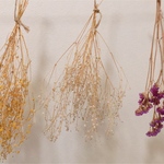 かすみ草と千日草　ドライフラワー