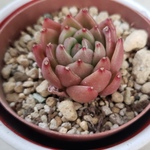 多肉植物❤ゴールドビー❤微根